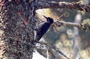 Woodpecker, Black-backed, Acadia NP, Maine, 5-1994 B03P12I02b